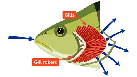 gill fishing|Gill .